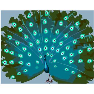 Peacock